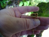 Cortinarius flexipes image