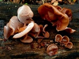 Auricularia fuscosuccinea image