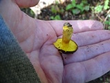 Phylloporus arenicola image