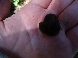 Phylloporus arenicola image