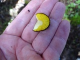 Phylloporus arenicola image