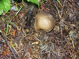 Lycoperdon umbrinum image