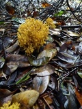 Phaeoclavulina myceliosa image