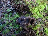 Thelephora palmata image