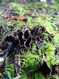 Thelephora palmata image