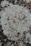 Physcia subtilis image
