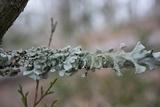 Parmotrema tinctorum image