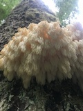 Hericium abietis image