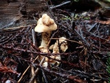Cuphophyllus pratensis image