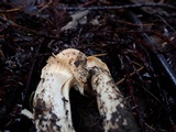 Cuphophyllus pratensis image