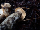 Cuphophyllus pratensis image