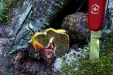 Gastroboletus turbinatus image