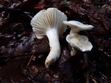 Cuphophyllus virgineus image