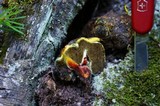 Gastroboletus turbinatus image