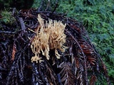 Phaeoclavulina myceliosa image
