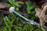 Roridomyces roridus image