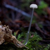 Roridomyces roridus image
