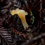 Guepinia helvelloides image