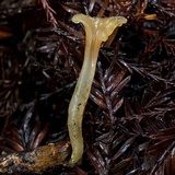 Guepinia helvelloides image