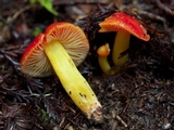 Hygrocybe laetissima image