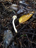 Cuphophyllus virgineus image