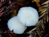 Marasmius calhouniae image