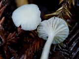 Marasmius calhouniae image