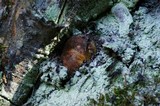 Gastroboletus turbinatus image