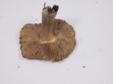Inocybe fraudans image