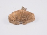 Inocybe fraudans image