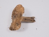 Inocybe fraudans image