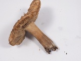Inocybe fraudans image