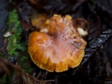 Gymnopilus aurantiophyllus image