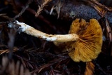 Gymnopilus aurantiophyllus image