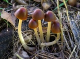 Parasola auricoma image