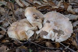 Hygrophorus nemoreus image