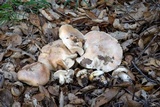 Hygrophorus nemoreus image