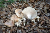 Hygrophorus nemoreus image