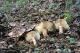 Tricholoma dryophilum image