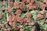 Baeomyces rufus image