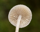 Mycena inclinata image