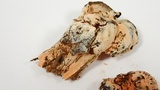 Hypomyces cervinigenus image