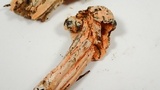 Hypomyces cervinigenus image