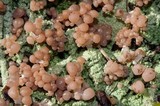 Baeomyces rufus image
