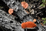 Earliella scabrosa image