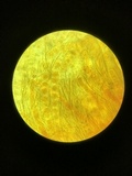 Pseudoplectania nigrella image