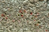 Xanthoparmelia conspersa image