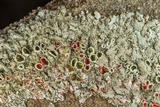 Xanthoparmelia conspersa image