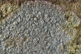 Ochrolechia trochophora image