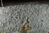Ochrolechia trochophora image